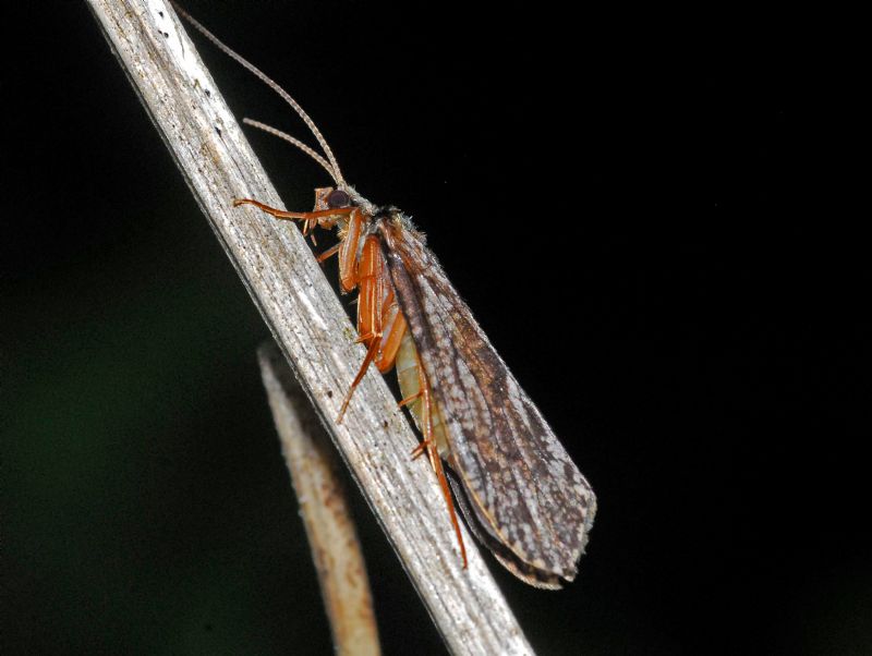 Ancora Trichoptera? - Rhyacophila sp.